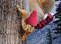Click image for larger version

Name:	squirrelgreeting.jpg
Views:	52
Size:	92.8 KB
ID:	444841
