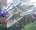 Click image for larger version

Name:	p1.jpg
Views:	43
Size:	31.0 KB
ID:	446431