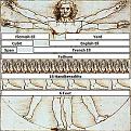 Click image for larger version

Name:	Vitruvian_Man_Measurements.jpg
Views:	47
Size:	29.9 KB
ID:	447033