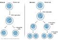 Click image for larger version

Name:	cell_division.jpg
Views:	141
Size:	27.3 KB
ID:	447116