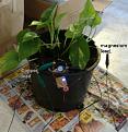 Click image for larger version

Name:	plantedBatteryCuMg.jpg
Views:	42
Size:	95.4 KB
ID:	448851