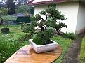 Click image for larger version

Name:	bonsai.jpg
Views:	22
Size:	1.10 MB
ID:	451157
