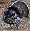Click image for larger version

Name:	turkey8.JPG
Views:	26
Size:	24.0 KB
ID:	455727