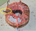 Click image for larger version

Name:	B&amp;amp;L DIY TOROID.JPG
Views:	55
Size:	55.9 KB
ID:	459058