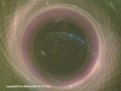 Click image for larger version

Name:	ring magnet under the ferrocell.png
Views:	67
Size:	424.5 KB
ID:	461700