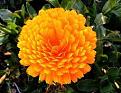Click image for larger version

Name:	zinnia.jpg
Views:	201
Size:	10.7 KB
ID:	461762