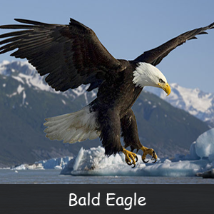 Click image for larger version

Name:	The-Bald-Eagle1.png
Views:	24
Size:	137.7 KB
ID:	497608