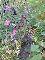 Click image for larger version

Name:	IMG_20210721_192305.jpg
Views:	76
Size:	195.5 KB
ID:	506628